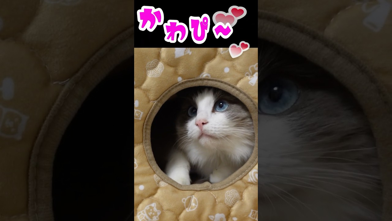 部屋のすみっコで拗ねると〜🐱💖 #shorts #猫 #cat