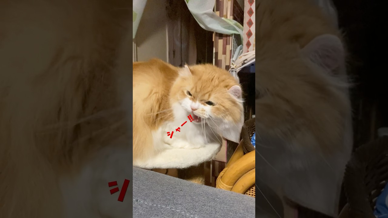 天敵あらわる  #cat #猫のいる暮らし #アメリカンカール