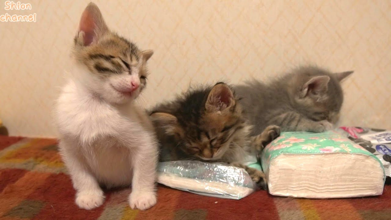 【生後34日】遊び疲れて仲良く寝落ちする子猫たち