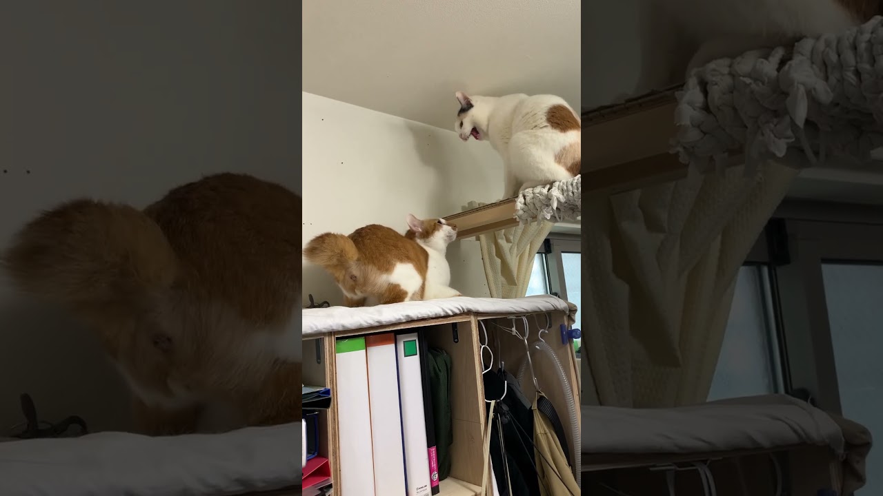 ニャンコぱんち