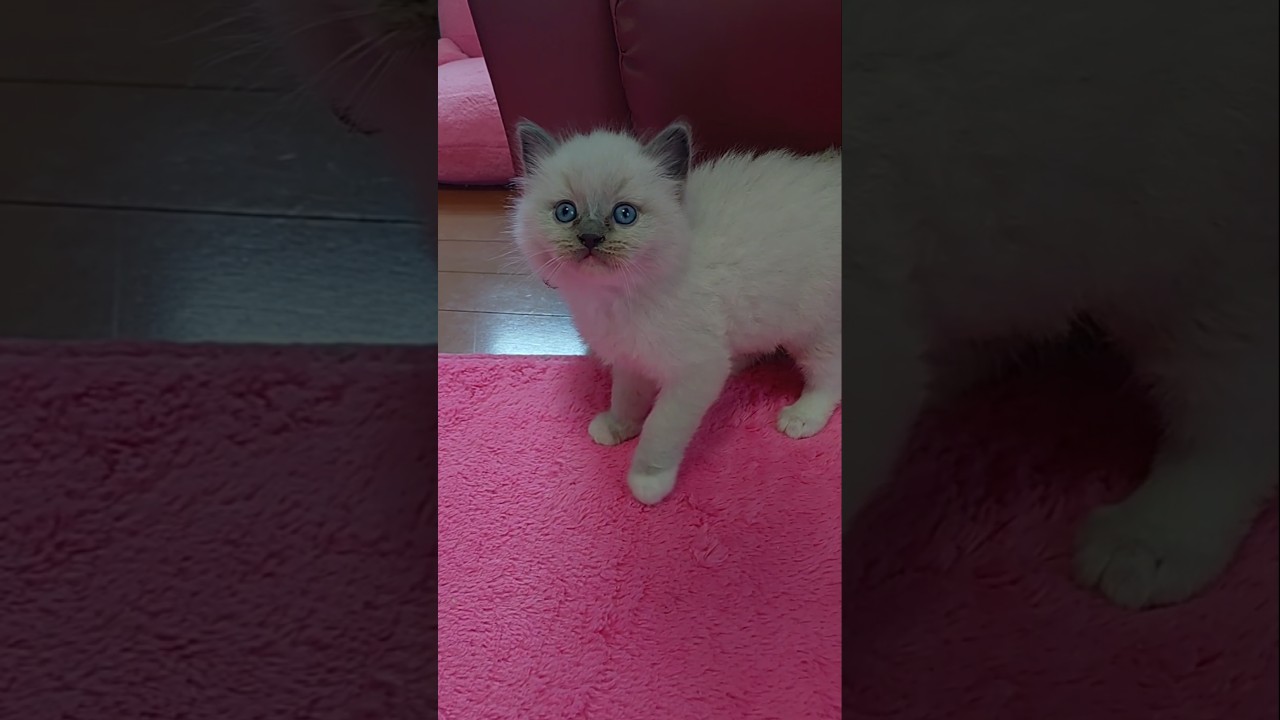 ＃ブルーポイントミデット＃ラグドール＃子猫＃男の子