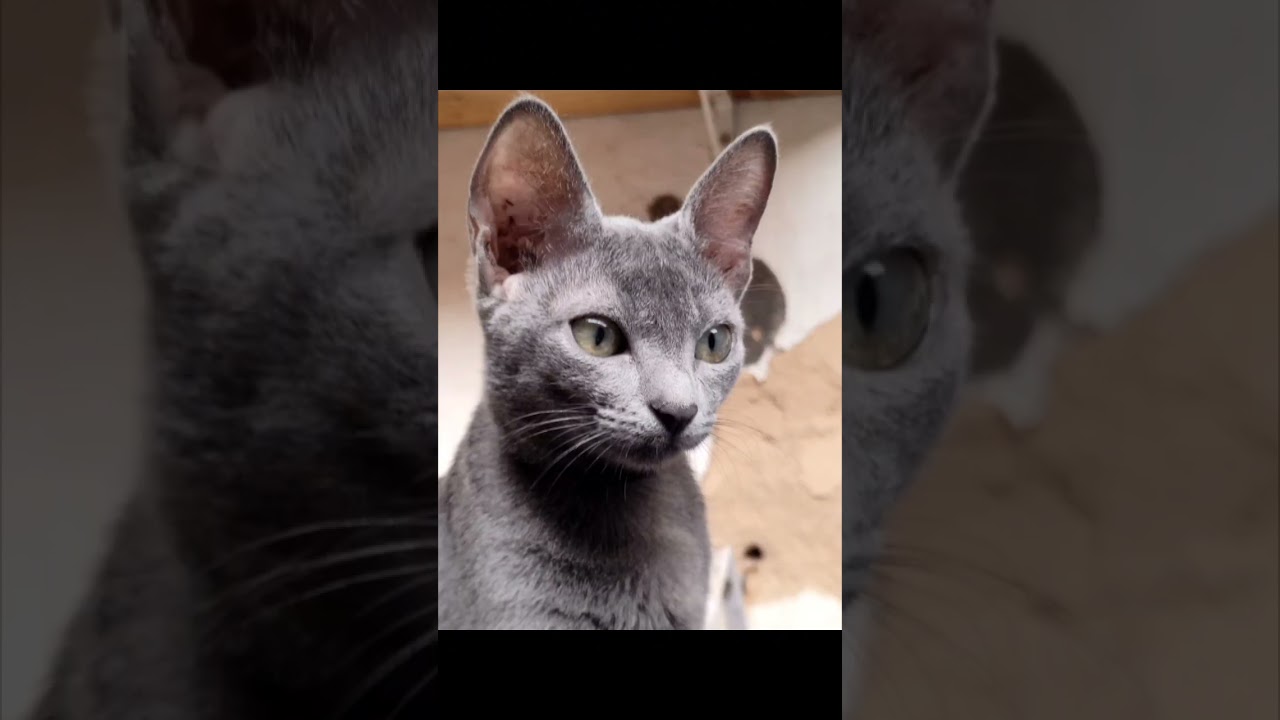 Meus três gatos adotados #adocao #meupet