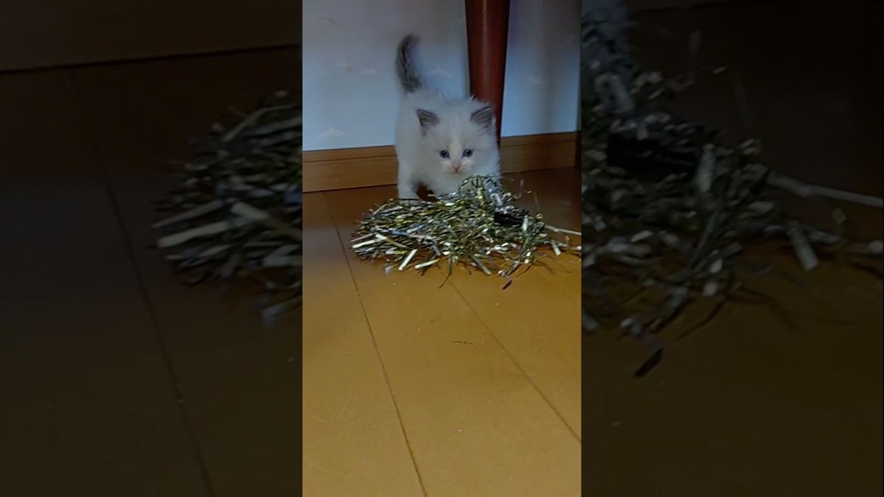 ＃子猫たくさん＃ラグドール＃ブルーポイントバイカラー