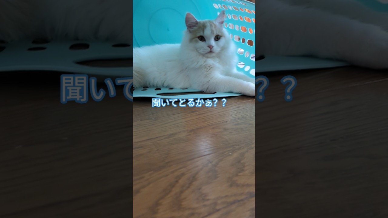 お昼寝の場所#猫#スコティッシュフォールド#cat #short