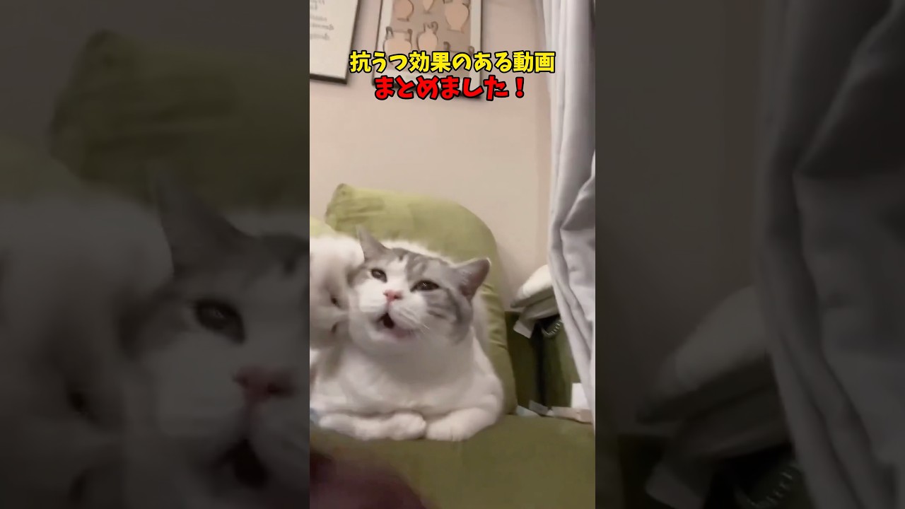 抗うつ効果がある気がする…！ #猫 #cat #cats #ねこ