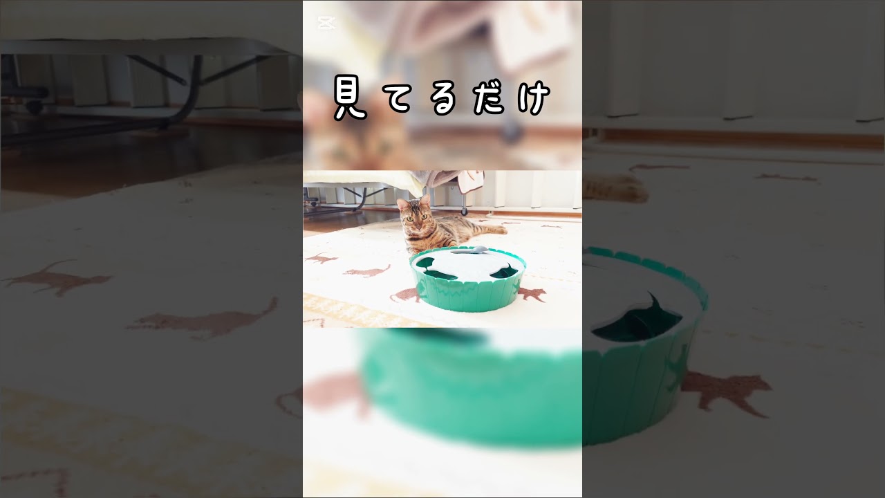見てるだけ #猫 #猫動画 #猫のいる暮らし #ベンガル #cat #fyp #shorts #short