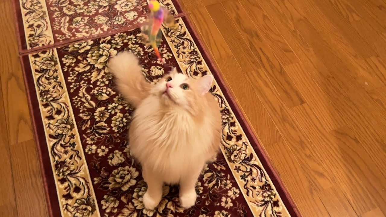 【爆走💨】弟たちに負けじと元気いっぱいな、ノルウェージャンフォレストキャット♡