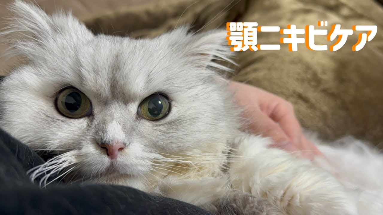 スコティッシュペルシャの顎ニキビが酷い…脂性肌？【元保護猫】
