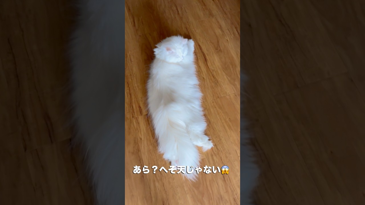 ラガマフィン白猫がへそ天ではない日をスルーして短足猫のイス乗っ取り#マンチカン短足 #shorts #catlife #ねこのいる暮らし #ラガマフィン