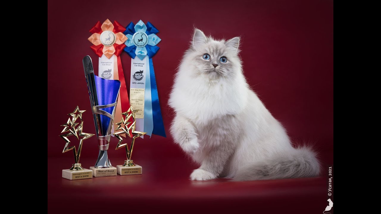 【サイベリアンの子猫ライブ1　見守り用】2025年2月10日【ロシア産まれWCFチャンピオンのパンくんの子どもが産まれました。ママは、赤ちゃんに🍼をあげるのが趣味なちーちゃんです。