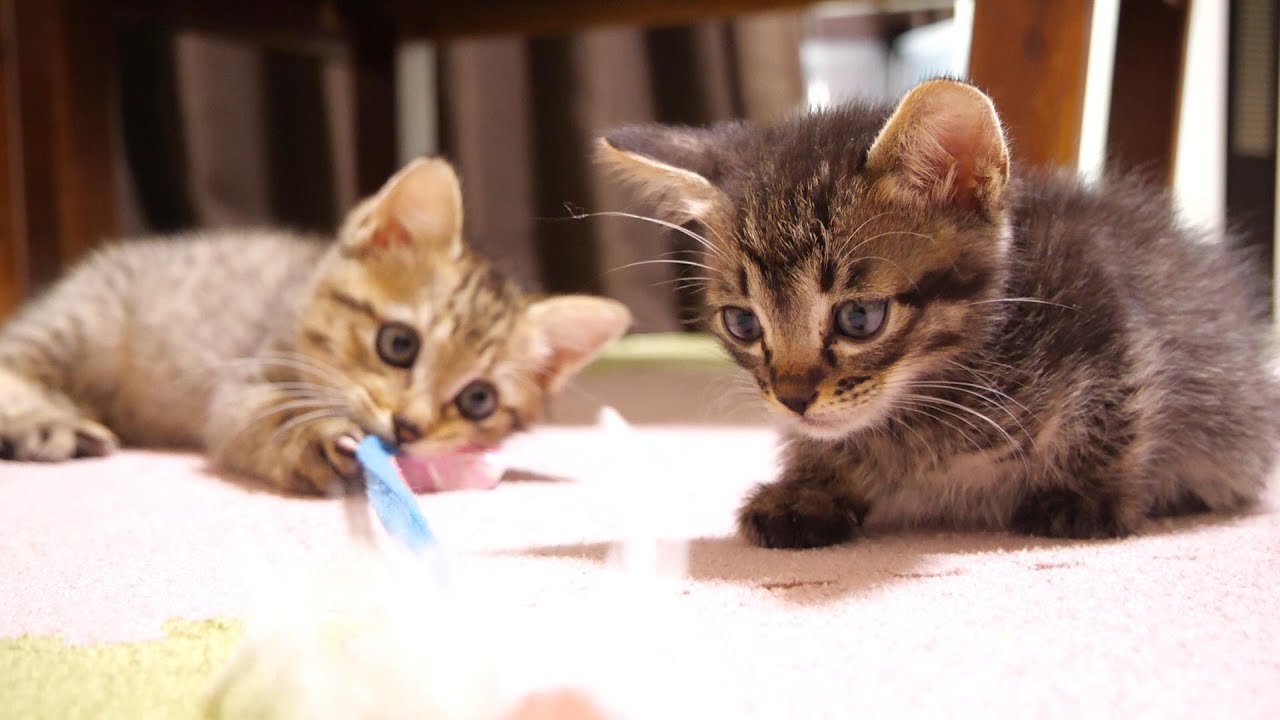 楽しそうに遊ぶおもちゃを真剣な眼差しで見つめる子猫【赤ちゃん猫　保護猫】