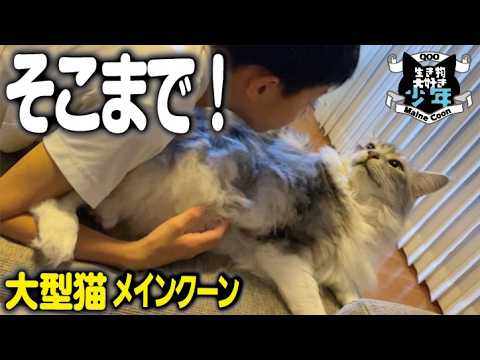 【メインクーン】玄関で待っていてくれた大型猫。少年まさかの…