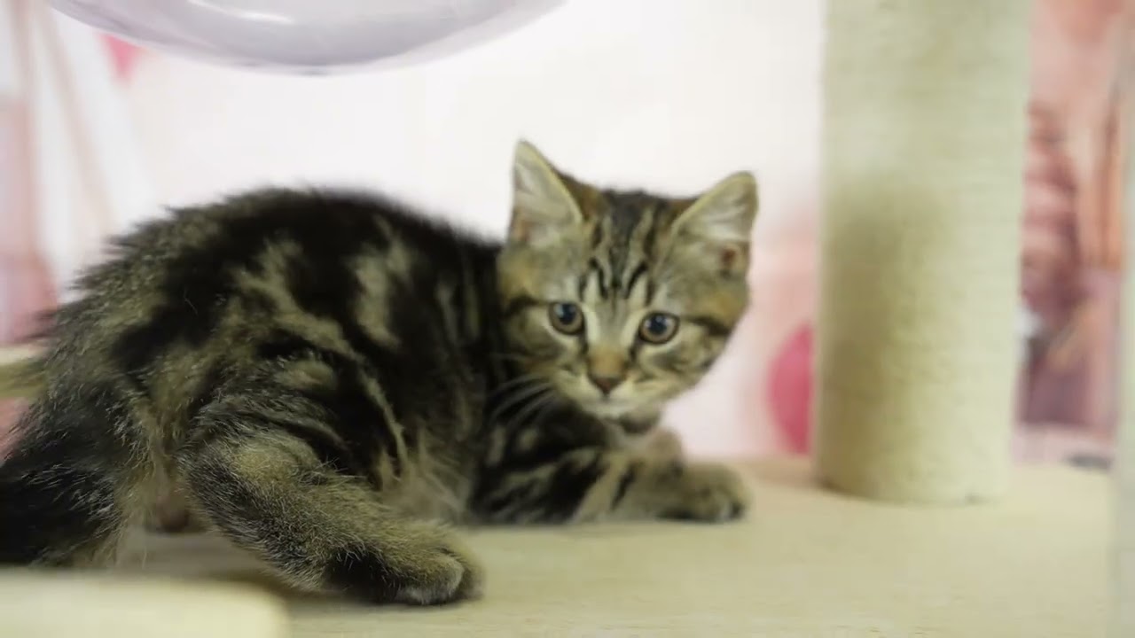 スコティッシュフォールド 総額表示！！全て込みの価格です🐱