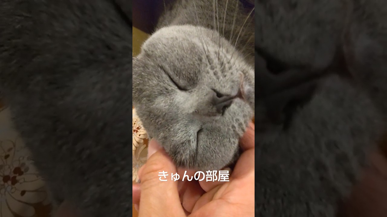 #ねこ #ブリティッシュショートヘア #