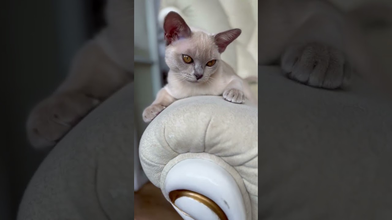 Kitty 2