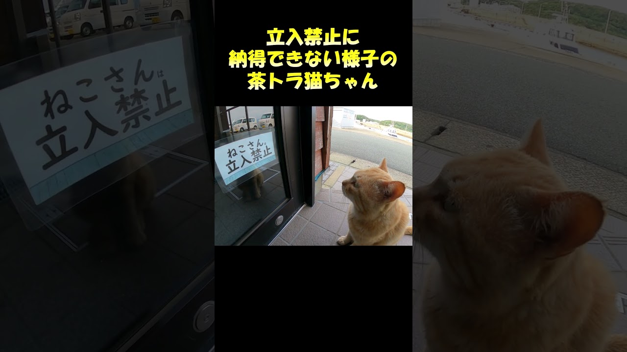 立入禁止に納得できない様子の茶トラ猫ちゃん #猫 #cat #ネコ