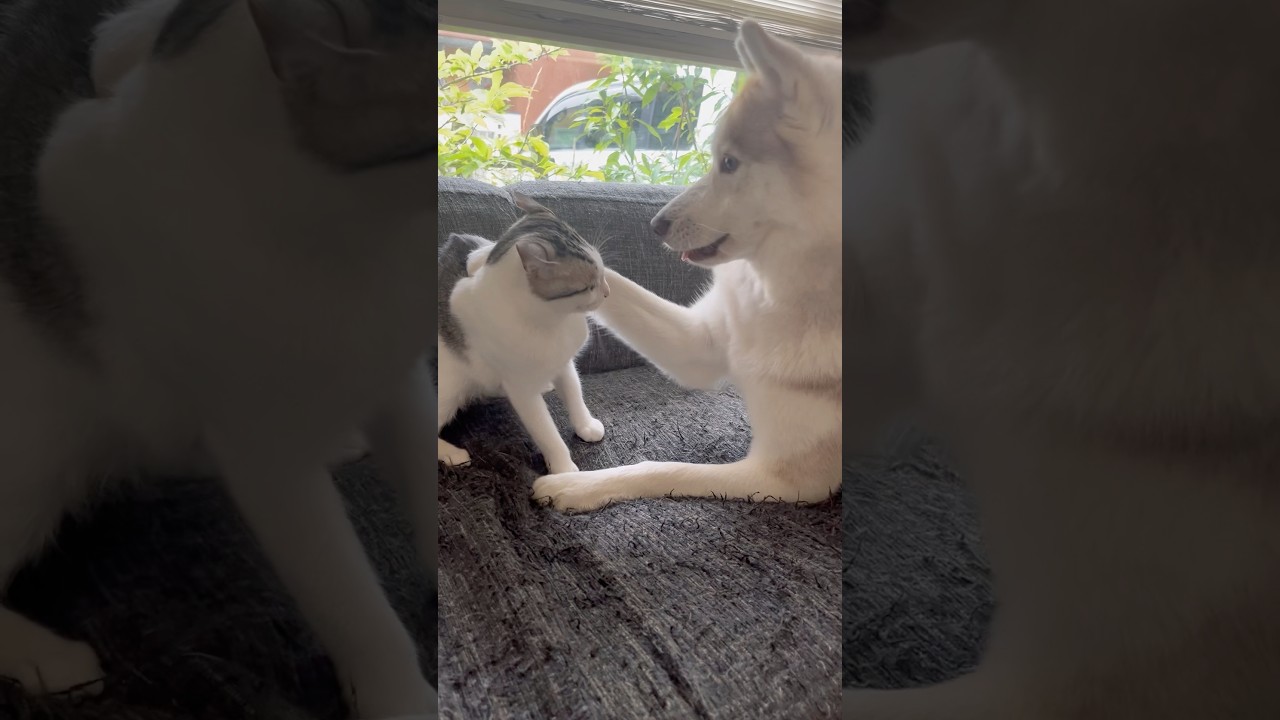 ハスキーにも負けない子猫 #シベリアンハスキー #ハスキー #子猫