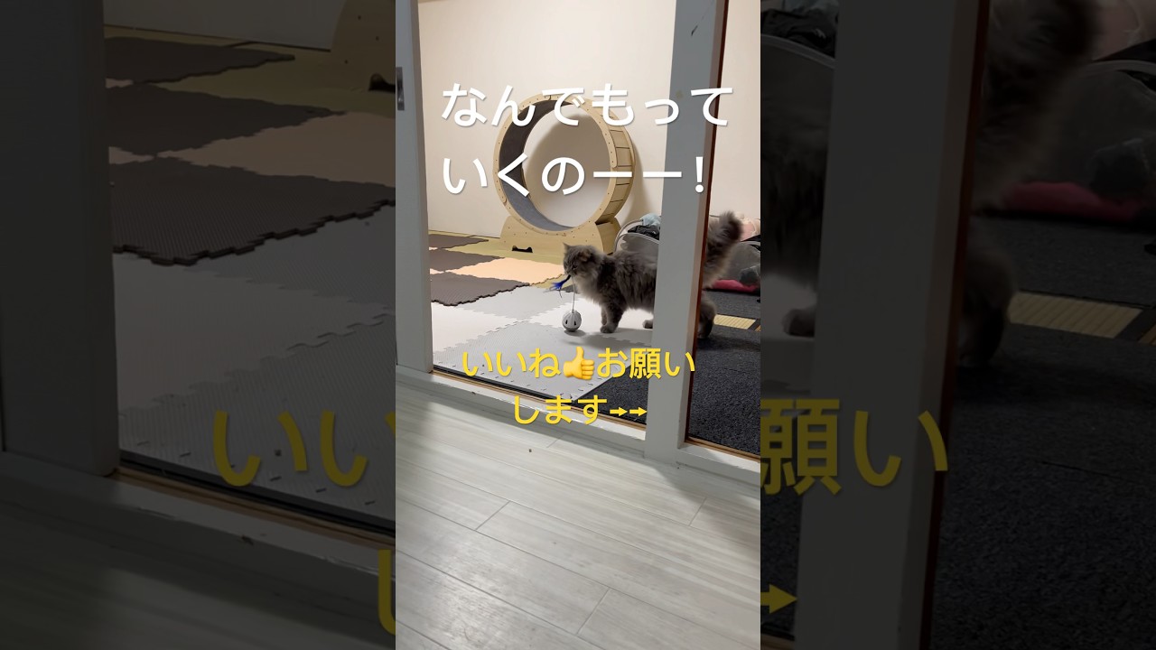 おもちゃをくわえてどこかにもっていくラガマフィン#猫 #猫のいる暮らし #猫動画 #ねこ #cat #ラガマフィン