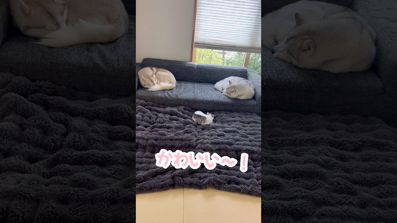 寝相がリンクしてる三姉妹 #シベリアンハスキー #ハスキー #子猫