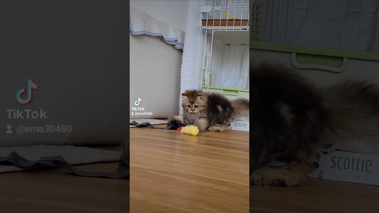 【猫のいる暮らし】#cat #ペルシャ #猫 #スコッティッシュフォールド