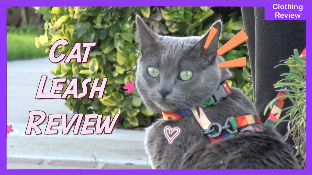 Cat Leash Review by Korat