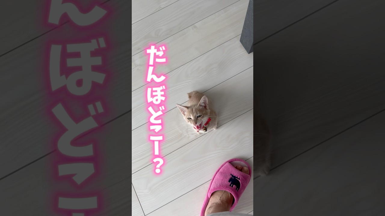 お兄ちゃんを必死に探しす子猫🐾