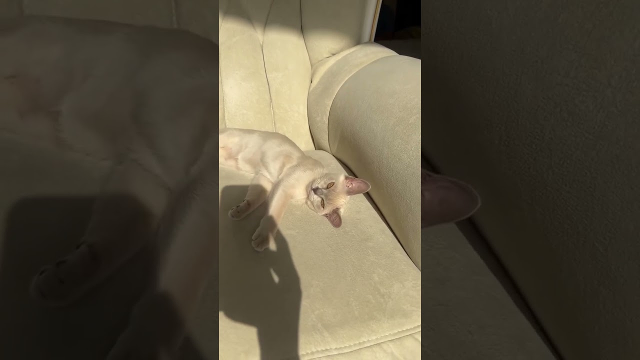 Kitty 1