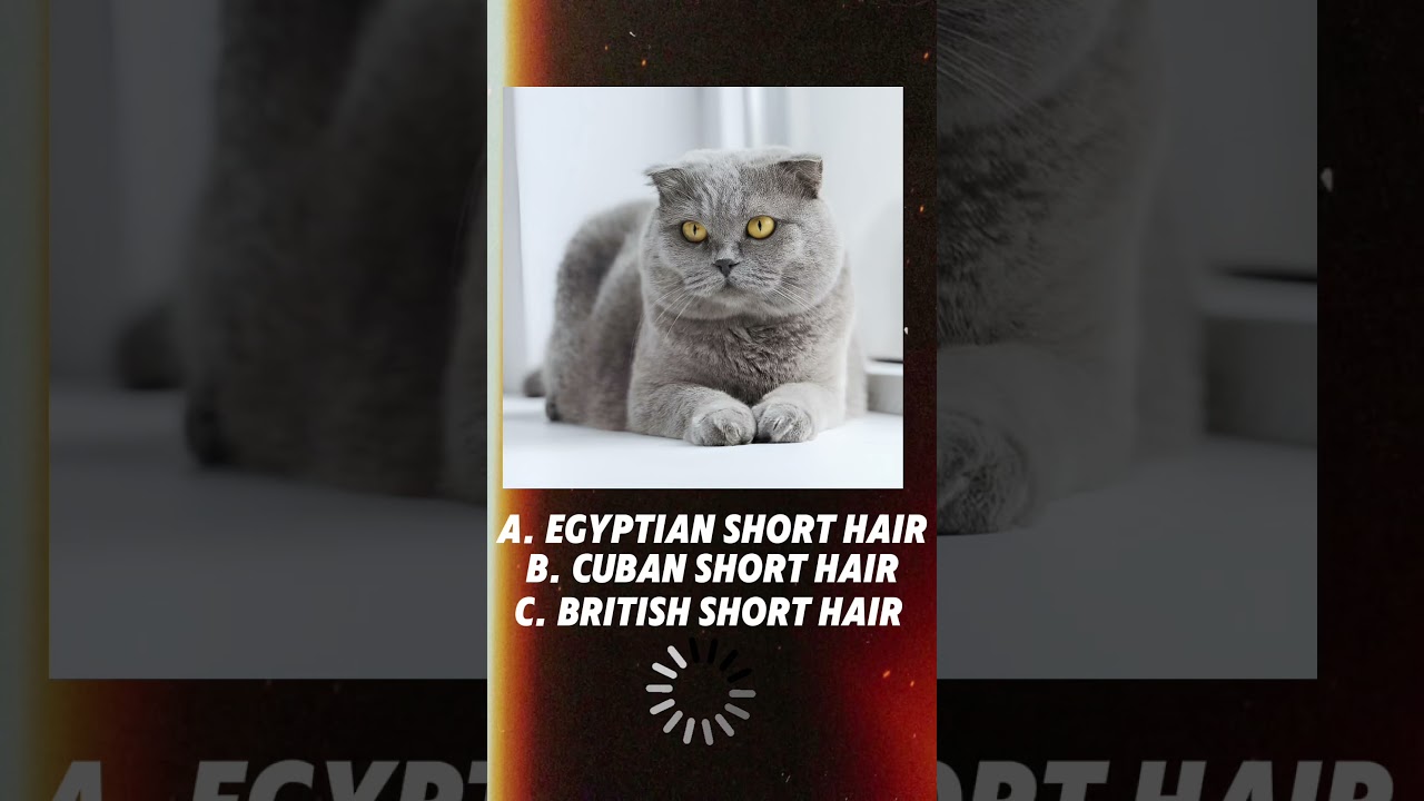 "Can You Guess the Cat Breed? 🐾 | Ultimate Cat Challenge!" #cat #shorts #cutecat