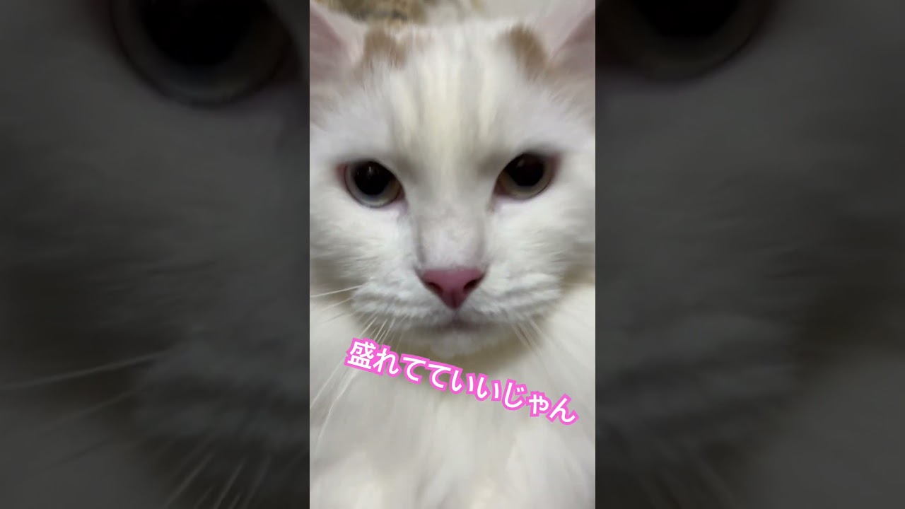 今日ビジュいいじゃん #ラガマフィン#猫のいる暮らし #cat #猫好きさんと繋がりたい #ねこ #多頭飼い