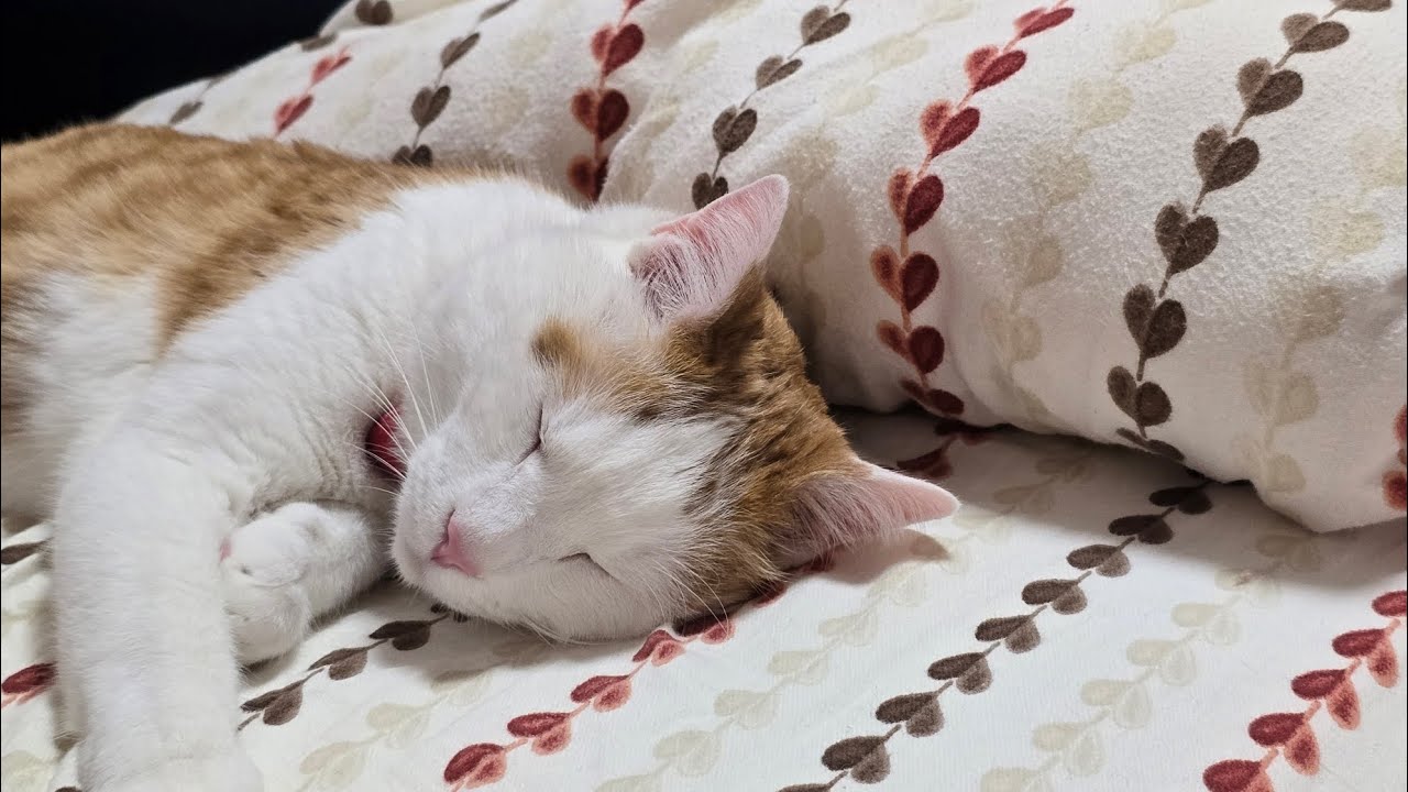お昼寝、寝つくまでの可愛い毛繕いが、可愛い❤リキ