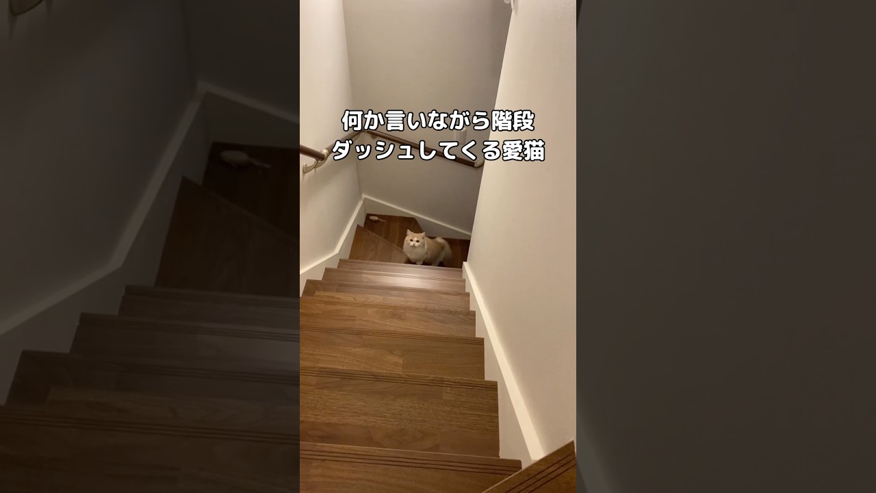 何言ってるかは全然分からないけど階段ダッシュしてくるヌコ #ぬこ #マンチカン #短足マンチカン #shorts