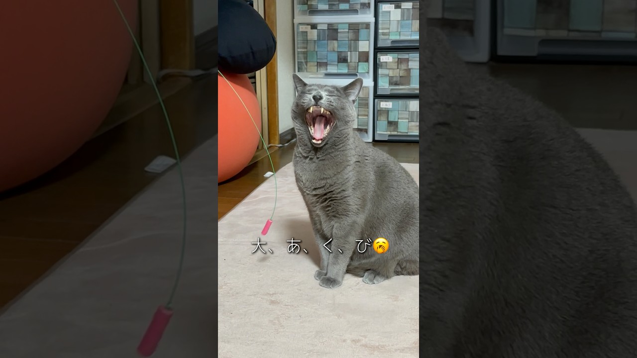 【ロシアンブルー】めろん〜やる気のない?ひとり遊び🤭【猫】#shorts