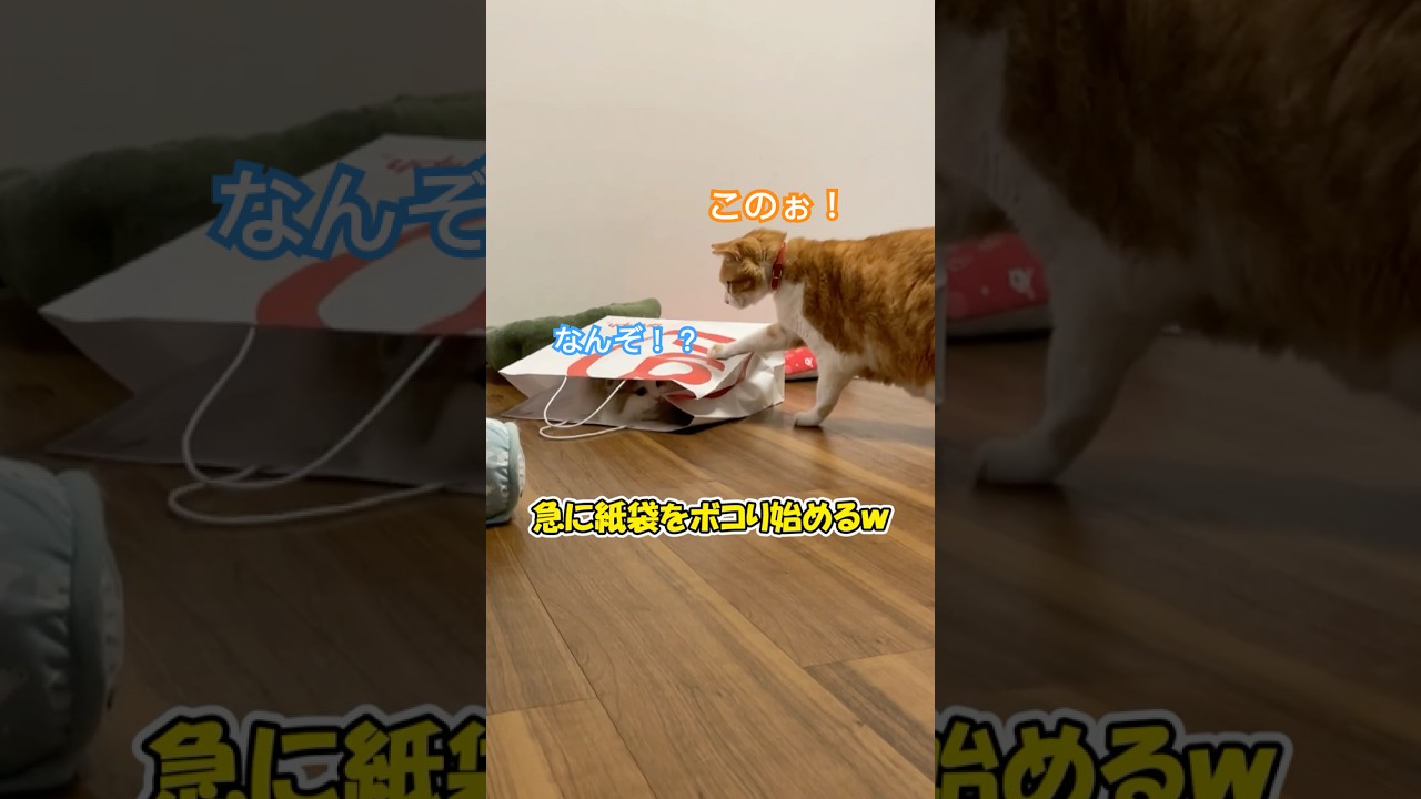 隠れ家のはずがボコられた猫 #ねこ #猫のいる暮らし #子猫 #cat