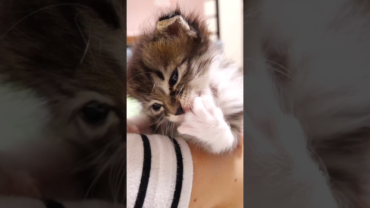 お腹いっぱいの子猫は、指をペロペロ #gatto #kitten #子ネコ #cat #meow