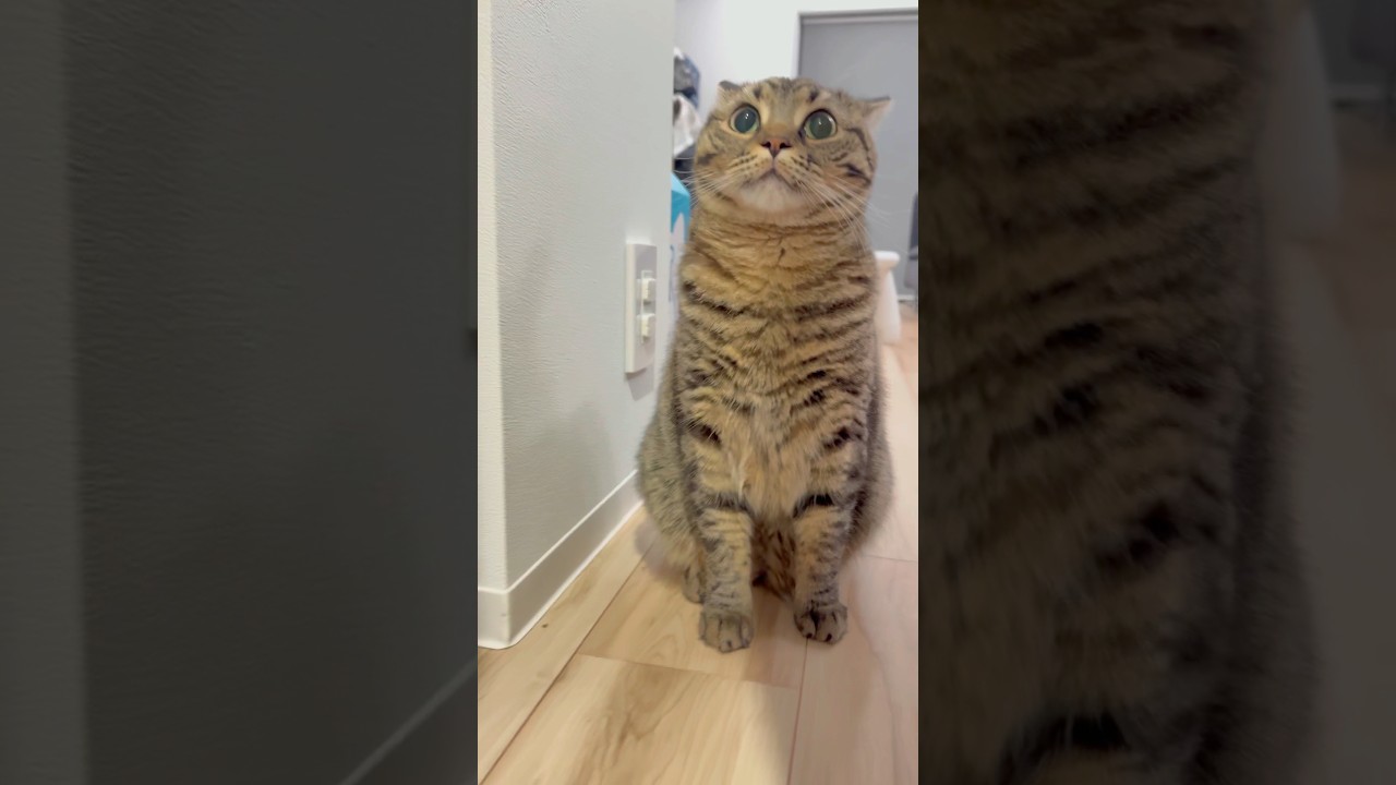 猫愛が強すぎるパパの雄叫びに戸惑うﾌﾟﾁたぬき!! #shorts #猫 #cat