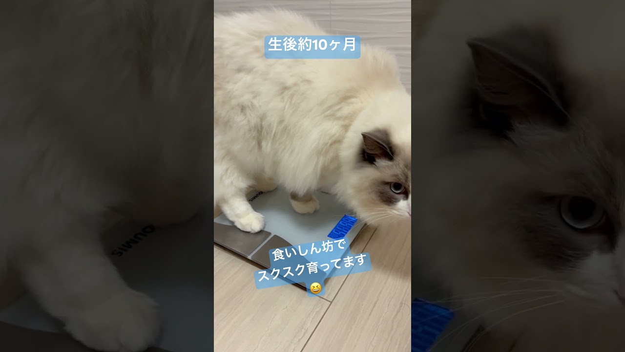 いっぺいの体重測ってみた🐈　#ラグドール #猫のいる暮らし #いっぺいdialy