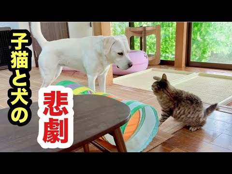 子猫と仲良くしたい犬に悲劇が起こりました
