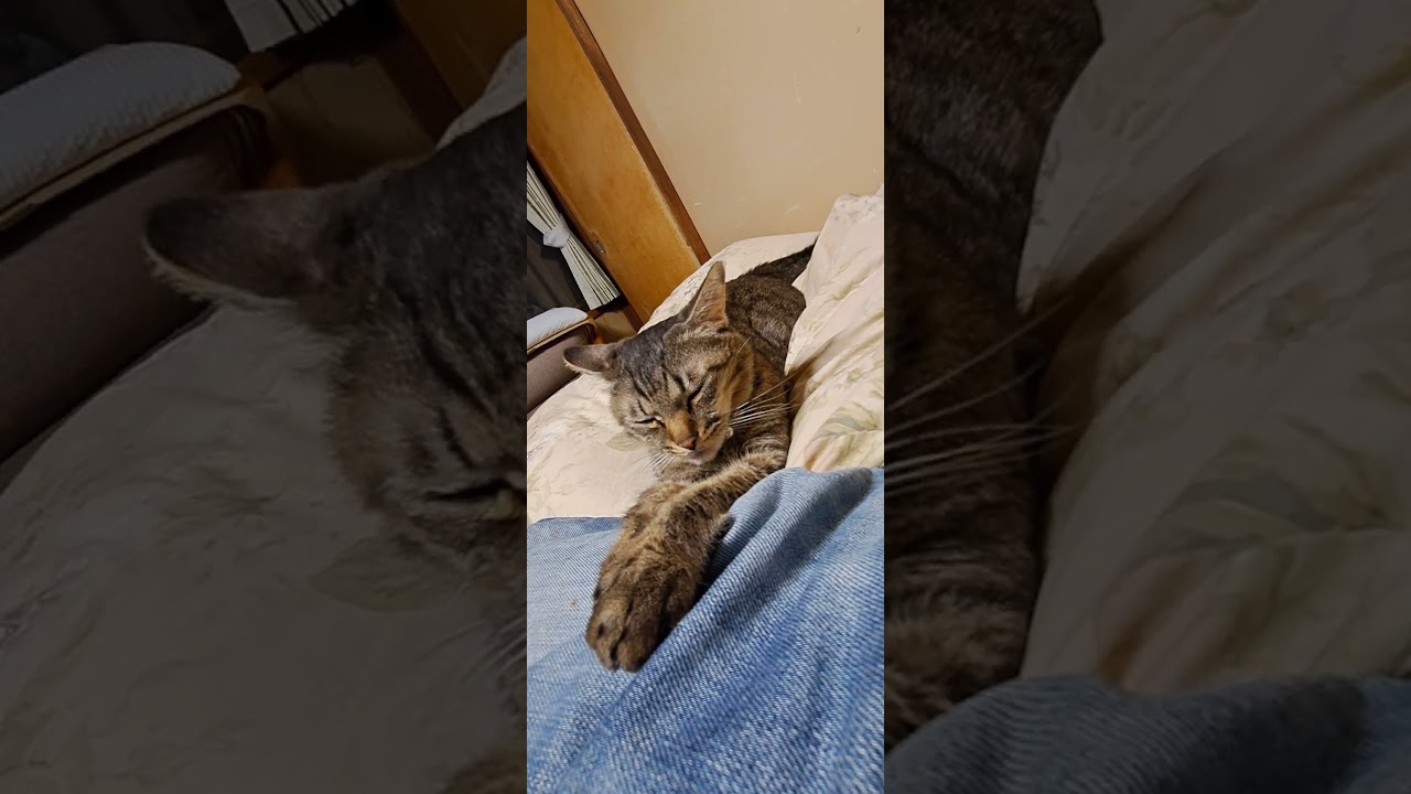 キジトラ猫のムギ君♂スフィンクス座りが子供の頃から好き