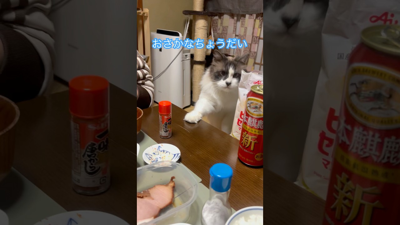 カツオのタタキご大好物なのです。#ねこ好きさんと繋がりたい #ねこ大好き #ラグドールもどき #猫のいる暮らし #カツオのたたき