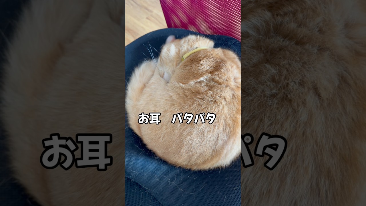 マンチカン短足猫　寝ててもお耳パタパタ　#マンチカン短足 #shorts #catlife #ねこのいる暮らし #マンチカン #短足猫