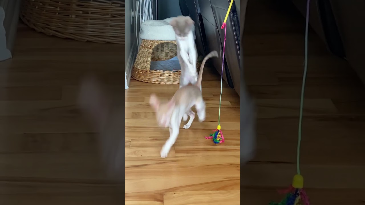 Toy time hits different when you’ve got beef with your sibling 😼🥊#cat #shortvideo