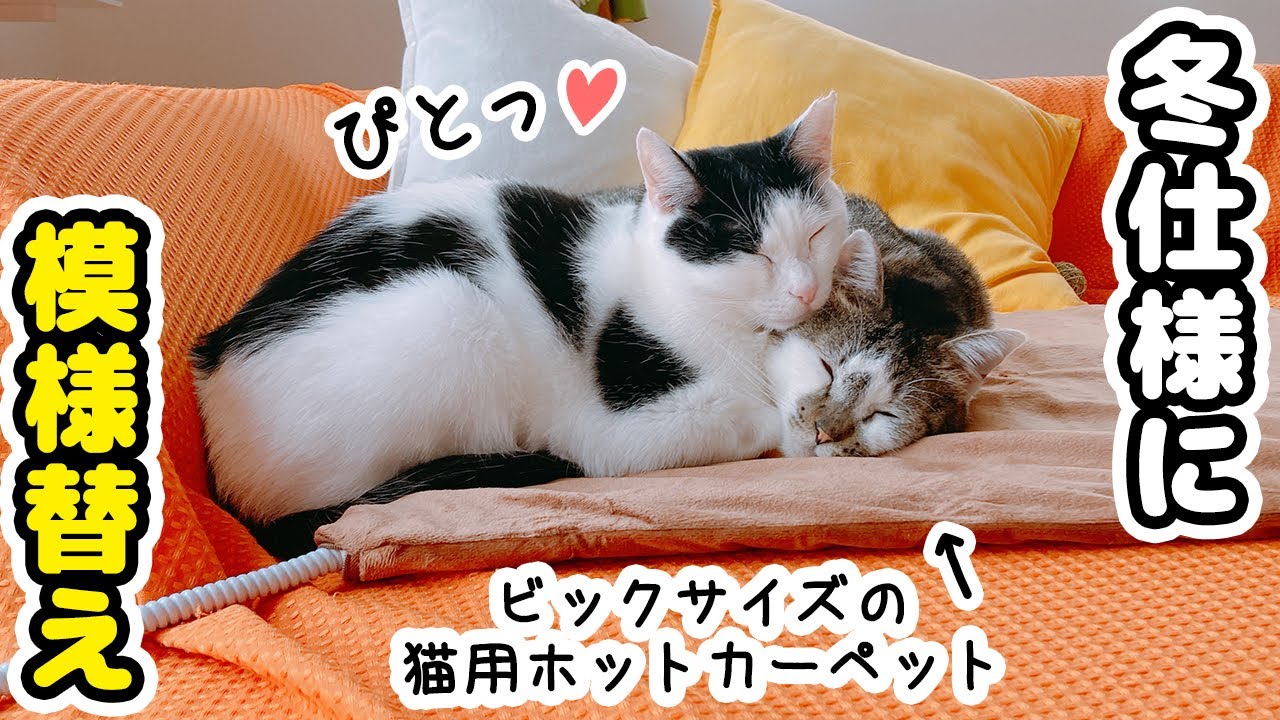 冬仕様に模様替えをしたらかわいすぎる光景が広がっていました