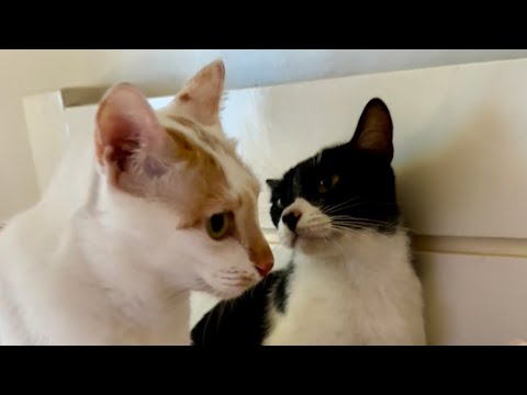 Japanese Bobtail Cat Versus Tuxedo Cat (日本のボブテイル猫対タキシード猫)