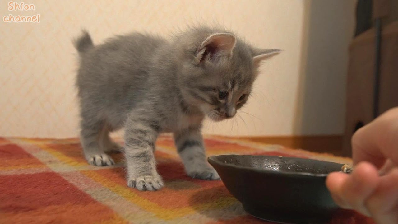 【生後35日】子猫に初めてスープをあげたらこうなりました…