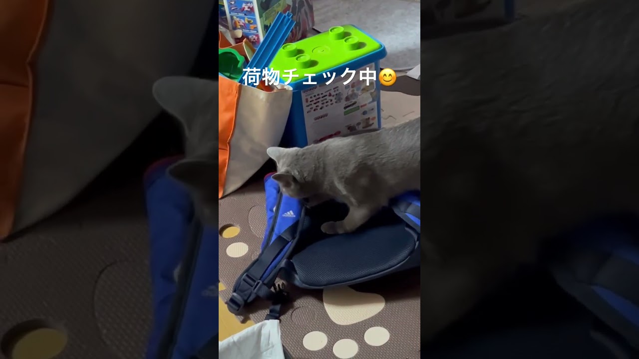 愛猫のパトロール編①#猫#猫のいる暮らし#ロシアンブルー#かわいい猫 ＃癒し