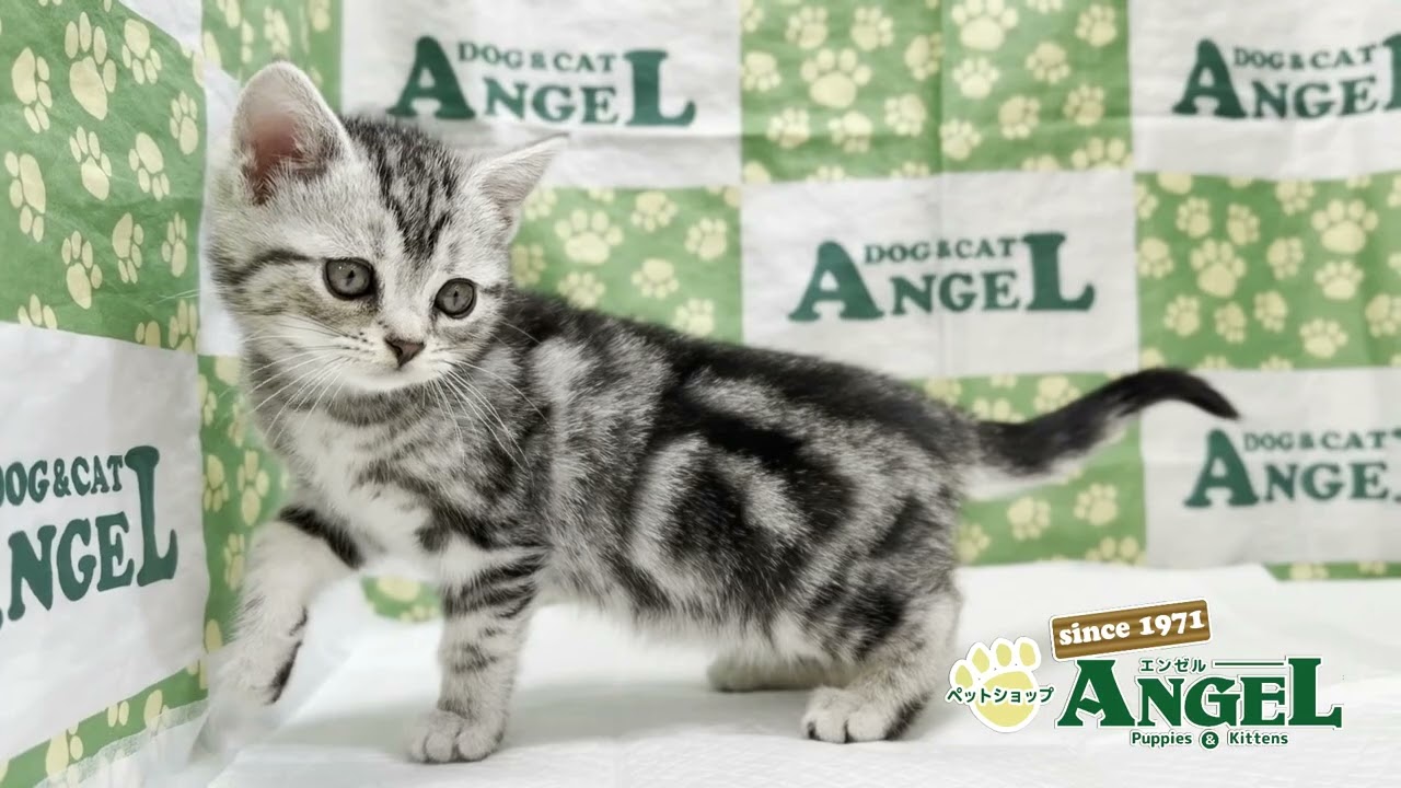 アメリカンショートヘアー 2504089 【ペットショップエンゼル　子犬・子猫販売】