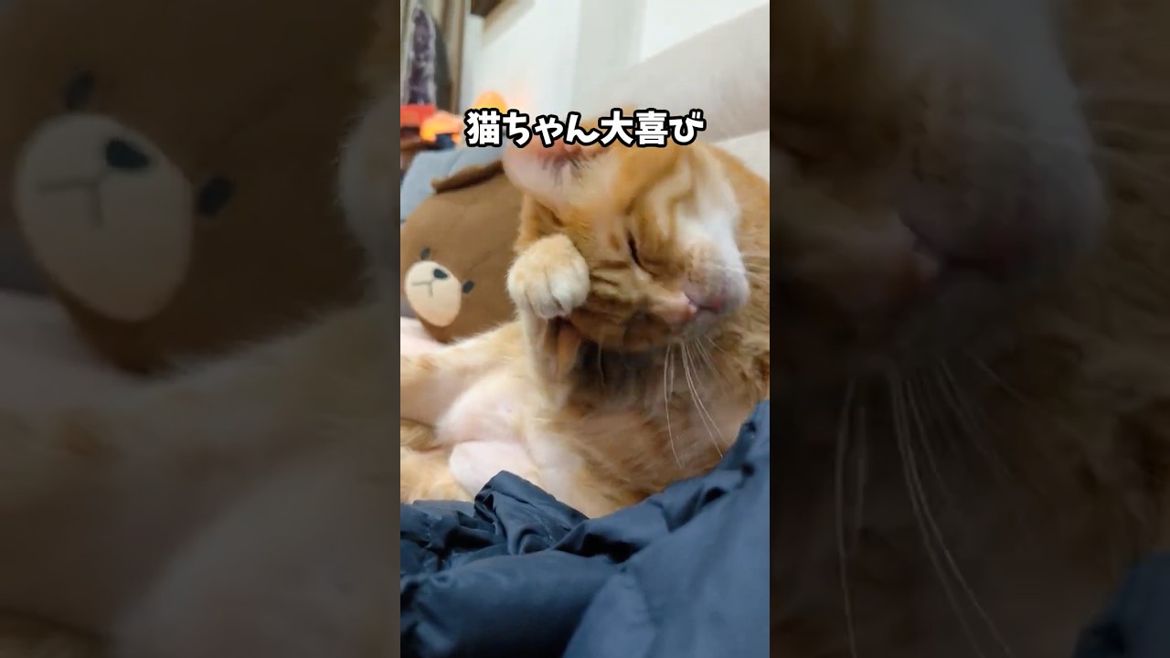 猫に感謝されること3選! #猫好き #雑学 #あるある #ねこ #ネコ #猫 #猫動画 #cat #猫のいる暮らし #ねこたんの解説