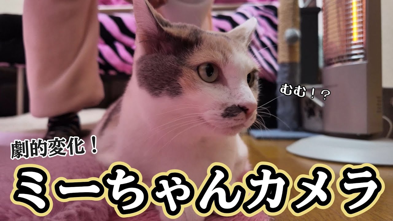 新映像第２弾！ビューティー三毛猫の本気を見よ..‼暗闇にも強くなりました☆