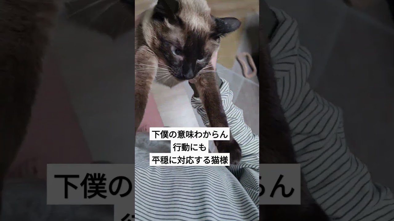 はやりのやつを撮ってみた。ごめんなさい。 #シャム猫ひおろ #cat