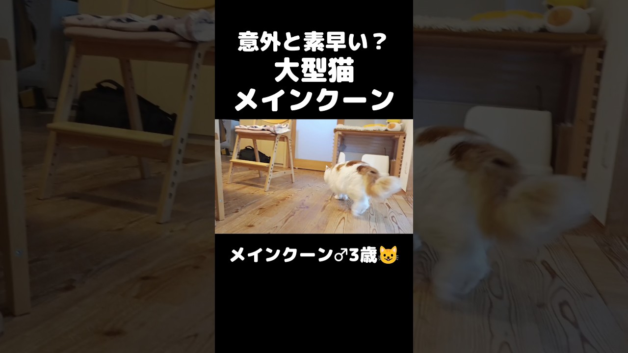 壁が壊れそうです... #猫のいる暮らし #猫 #メインクーン